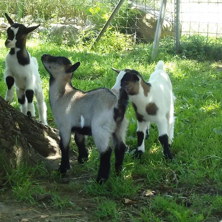Apartment Erlebnisbauernhof Tschom Sankt Kanzian am Klopeiner See
