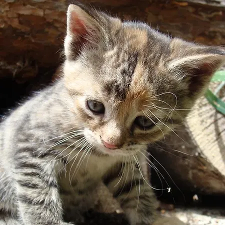 Erlebnisbauernhof Tschom